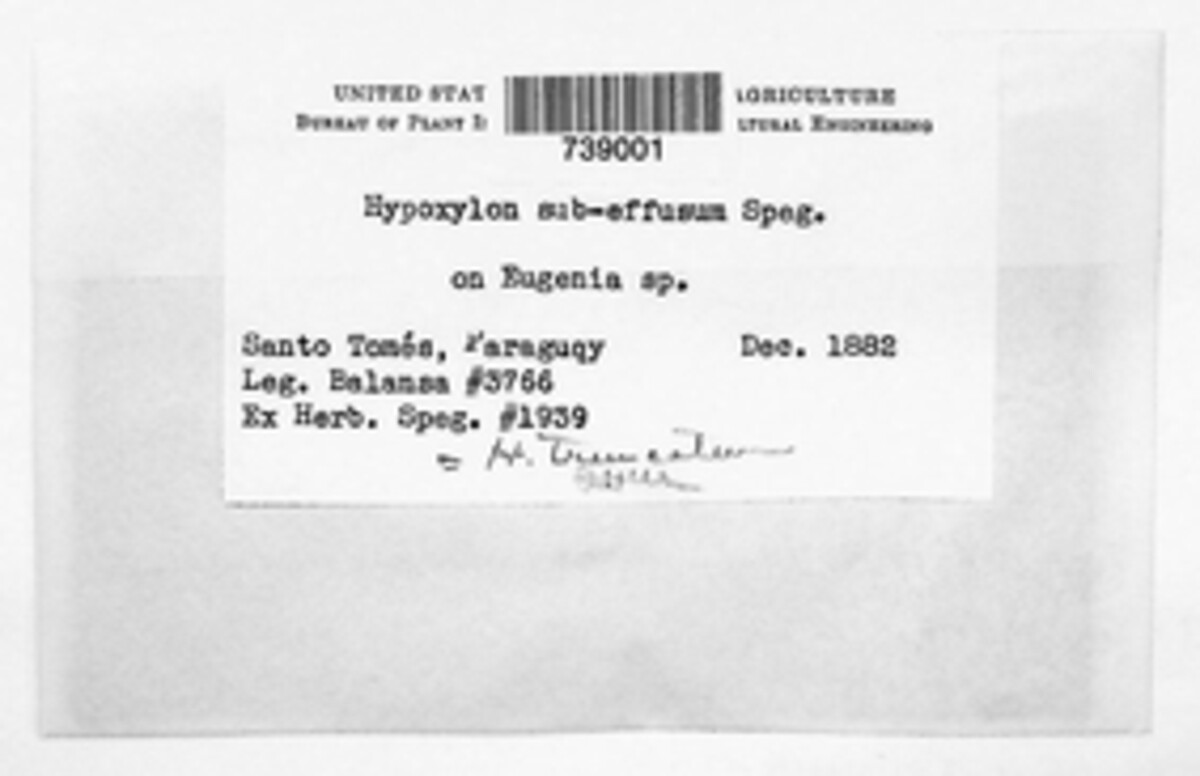 Annulohypoxylon subeffusum image